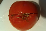 Photo of symptoms of vivipary of tomato