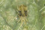 Two-spotted spider mite adult and eggs on a potato leaf.