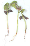 Photo of phthium root rot of watermelon