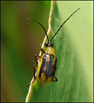 Western corn rootworm adult male.