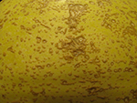 Close-up view of edema symptoms on the surface of a winter squash