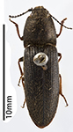 A click beetle of the species Limonius californicus, the larvae of which are wireworms.